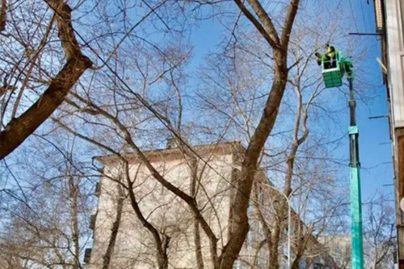 В Павлодаре обрезку деревьев будут делать только с письменного согласия ОСИ и КСК