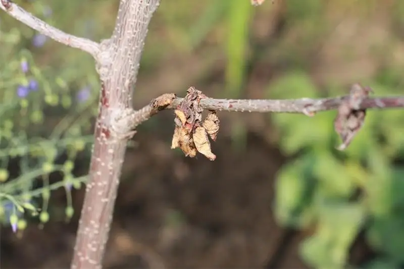 الماتىدا وتىرعىزىلعان تالداردىڭ 16 پايىزى قۋراپ كەتتى