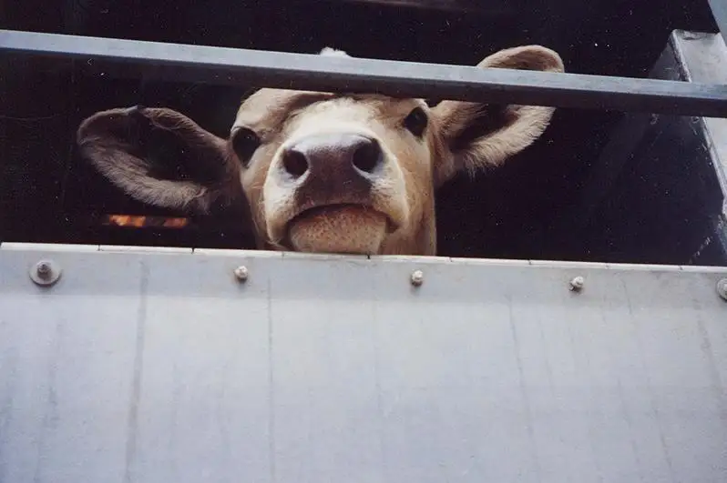 186 фактов перевозки скота и мяса без документов выявили в Павлодарской области