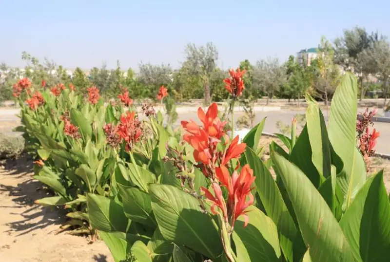Aqtaýda jańa botanıkalyq baq ashyldy