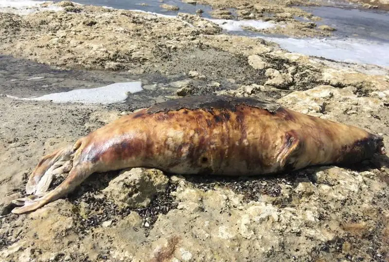 Туши двух тюленей нашли на побережье Каспия в Мангистауской области
