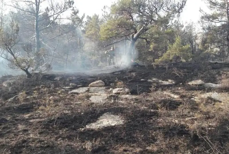 Оштрафованы 188 работников гослесохраны за крупные пожары