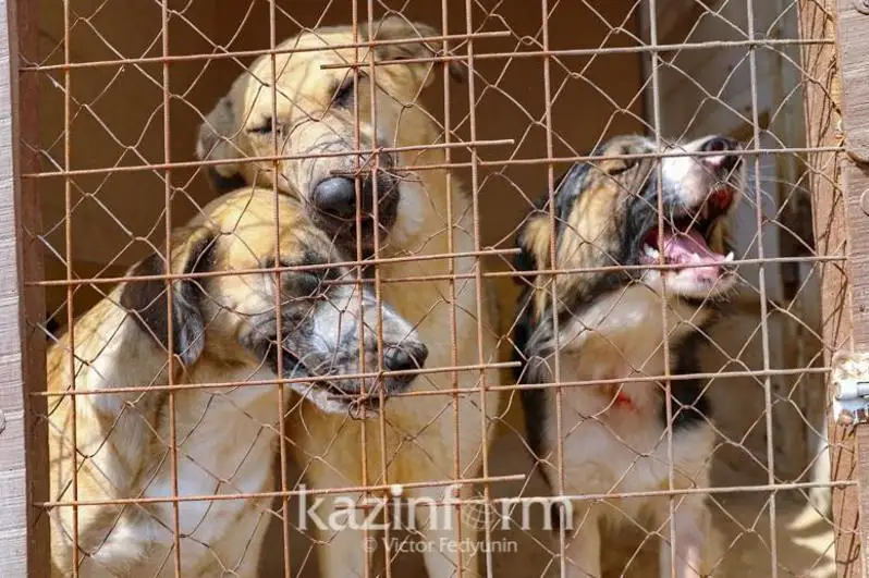 Сколько бродячих кошек и собак отлавливают в столице ежедневно