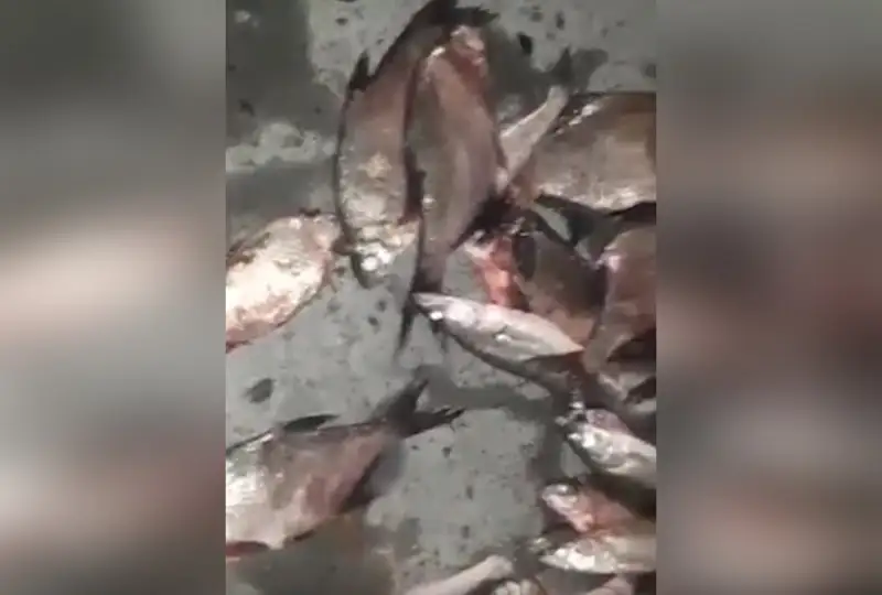 Около 150 кг рыбы незаконно перевозил житель Жамбылской области