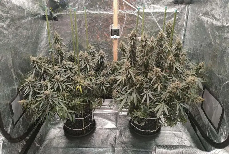 Нарколабораторию у себя дома организовал житель Уральска