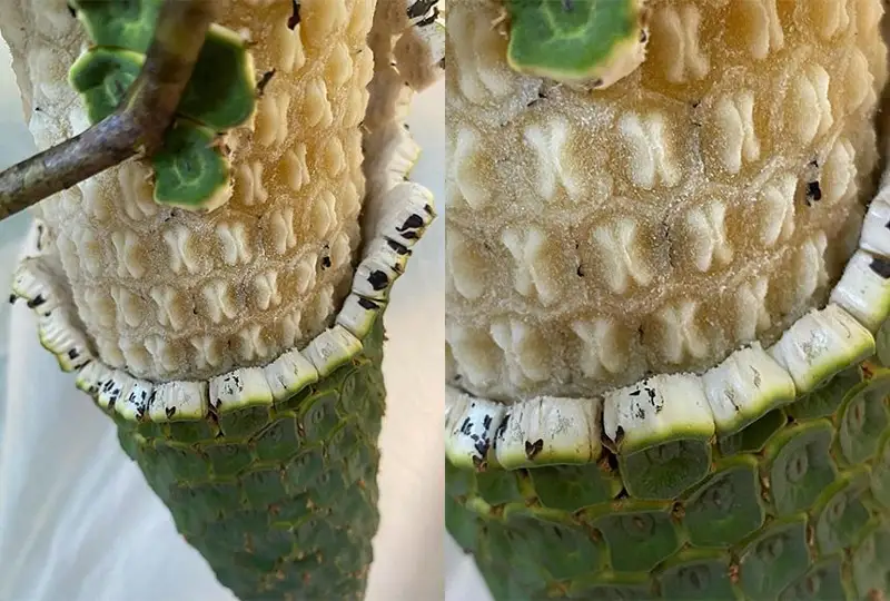 Плоды монстеры созрели в ботаническом саду СКО