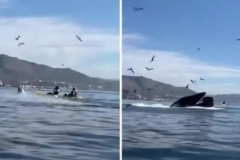 Горбатый кит поглотил двух женщин в Калифорнии