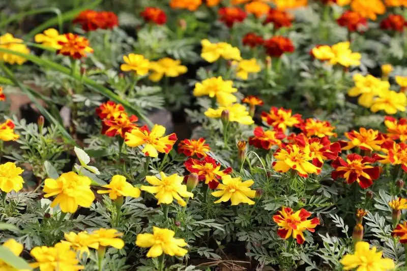 Цветы сарыагашской садовницы украшают крупные города