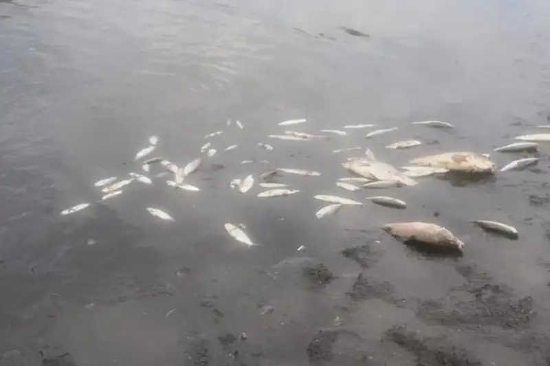 Погибшую молодь рыбы собирают на побережье Капшагайского водохранилища