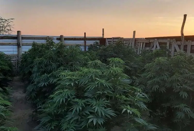 Голландскую коноплю выращивал житель ЗКО