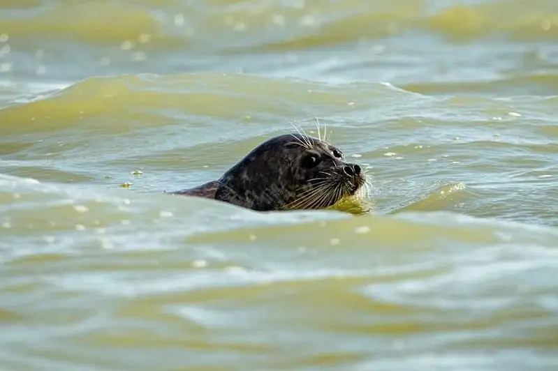 جايىق وزەنى ساعاسىندا كاسپي يتبالىقتارى پايدا بولدى