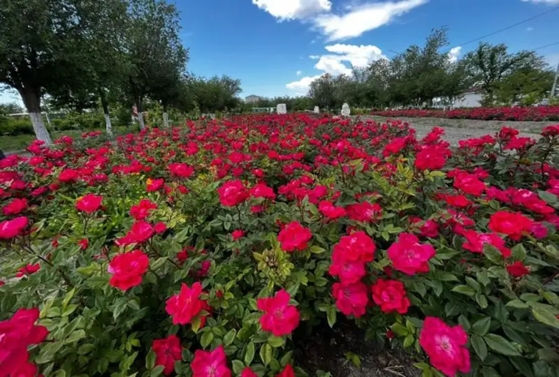 Французские розы высадили на 11 тыс. квадратных метрах в Атырау