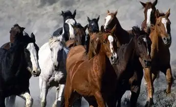 شنجاڭداعى لوپنور كولىندە سۋ جىلقىسى تىرشىلىك ەتكەن