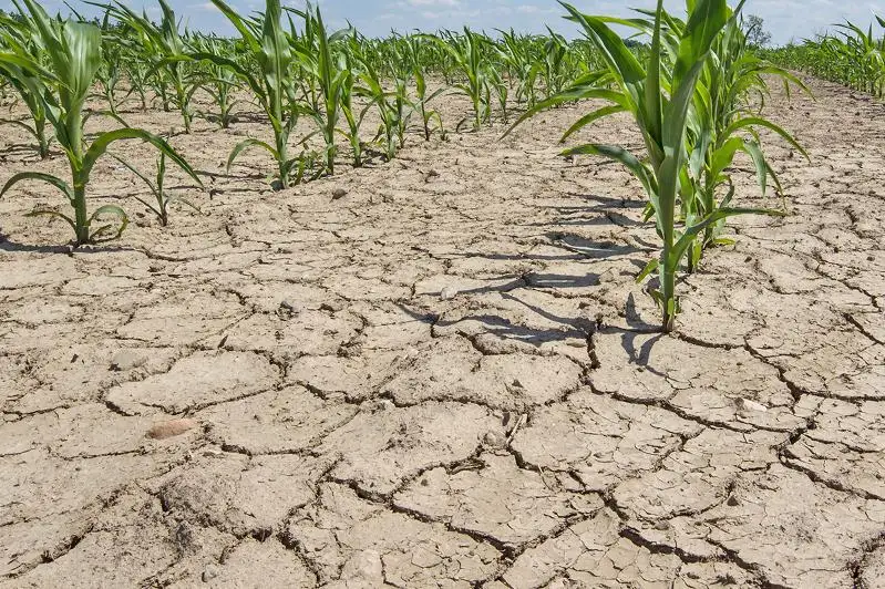 Умеренная засуха ожидается в четырех областях Казахстана
