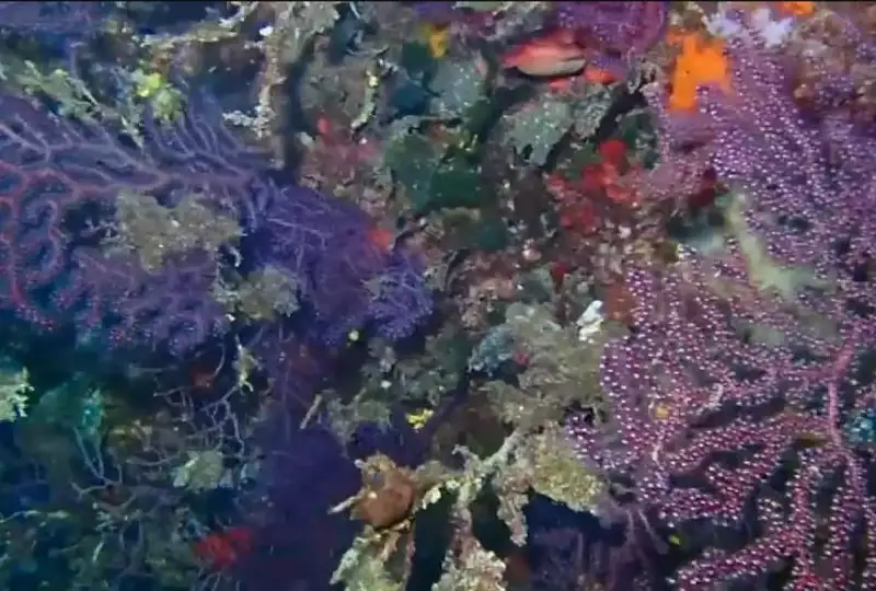 Средиземное море прогрелось до экстремальных температур