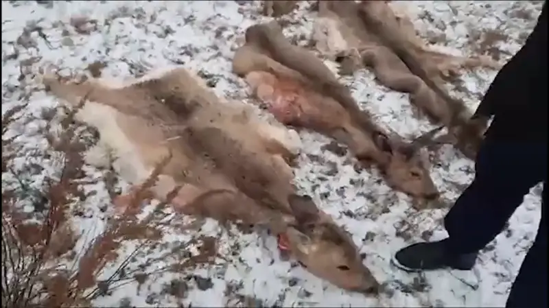 Браконьера с тремя тушами косуль задержали в Акмолинской области