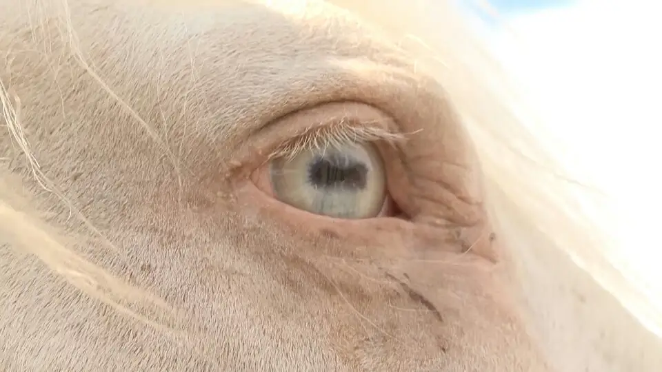 Жетісу асылы - қазақ жылқысының жаңа түрі - Фото