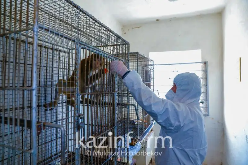 كوروناۆيرۋس: قازاقستاندىق عالىمدار جانۋارلارعا ارنالعان ۆاكسينا جاسايدى