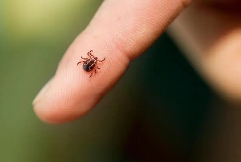 Наступил сезон клещевого энцефалита - что необходимо знать