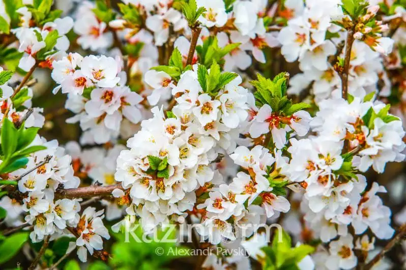 Прекрасная весна в Алматы - фоторепортаж