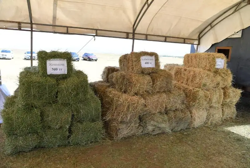 Создать кормовой запас на 1,5 года могут в Туркестанской области
