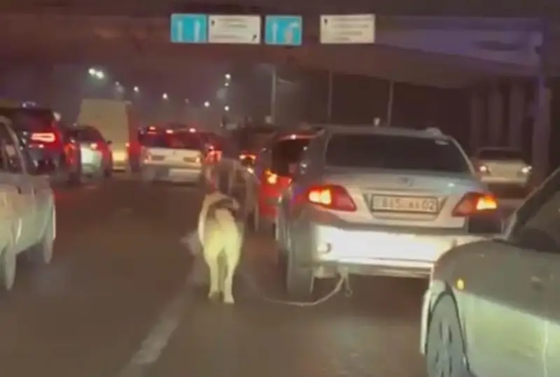 Itti kóligine baılap júrgen júrgizýshi ustaldy