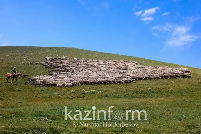 Пастбищные угодья вернули населению в Карагандинской области