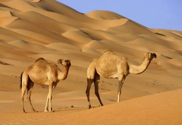 قۇراندا تۇيە تۋرالى عاجاپ مىسال ايتىلعان