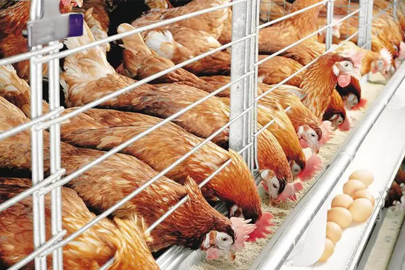 Минсельхоз увеличит субсидирование птицефабрик яичного направления