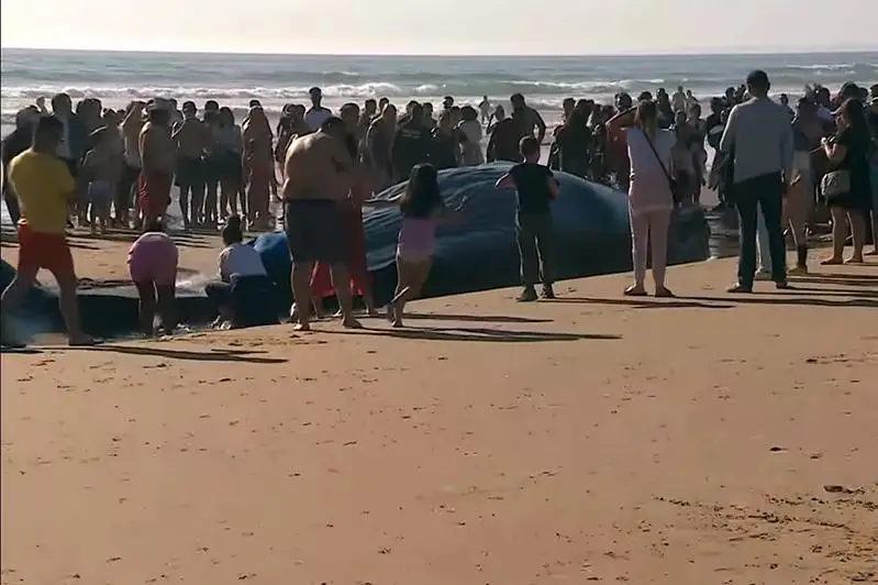 Кашалот выбросился на португальский пляж и погиб