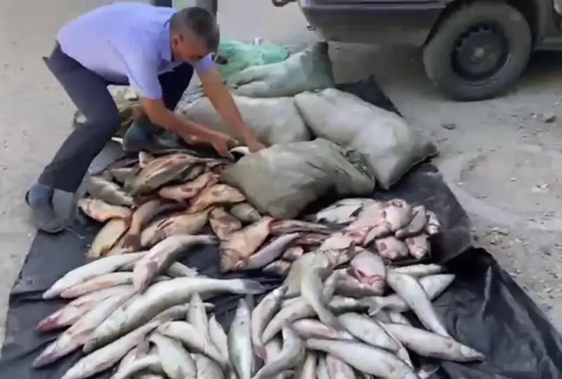 Более миллиона тенге за незаконный перевоз рыбы заплатит житель Жамбылской области