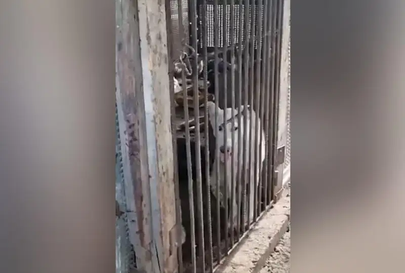 Начато расследование по факту организации собачьей бойни в Алматинской области