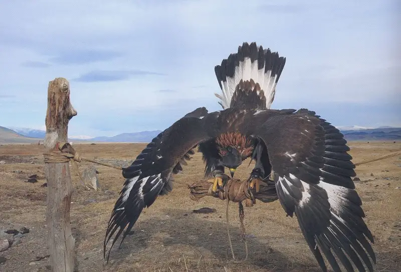 بۇركىتتى ىرعاققا وتىرعىزۋ