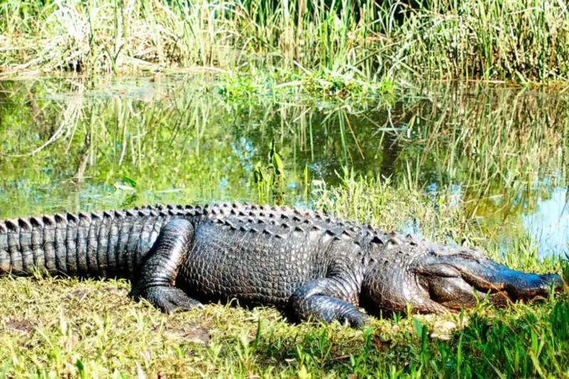 Ońtústik Karolınada allıgator shabýylynan áıel kóz jumdy