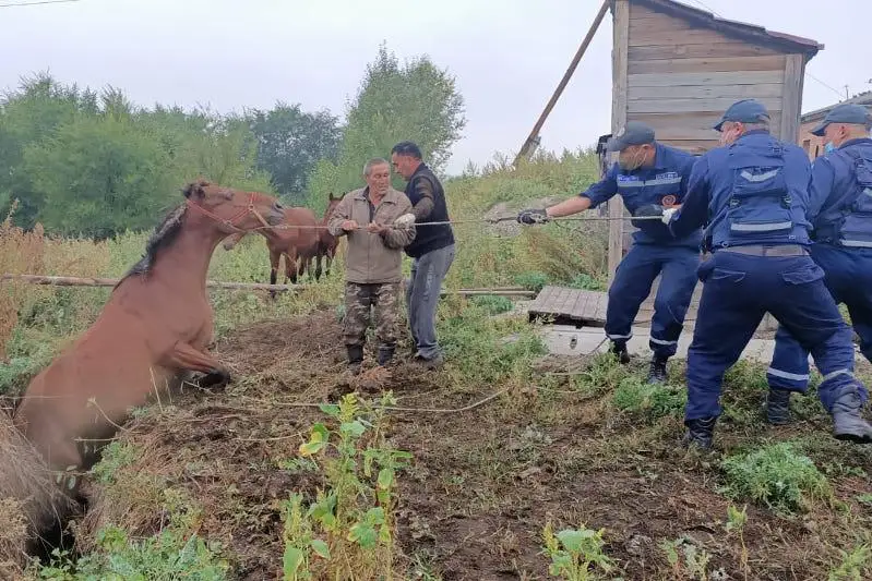 Упавшую в траншею лошадь спасли в ВКО