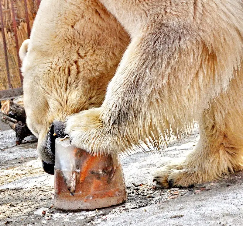 зообағында 