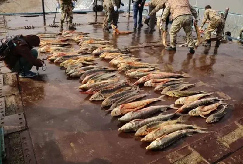 Штрафы на 19,7 млн тенге выписали браконьерам за рыболовство на Каспии