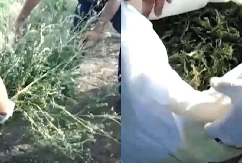 Почти 134 кг марихуаны изъяли у двух жителей Жамбылской области