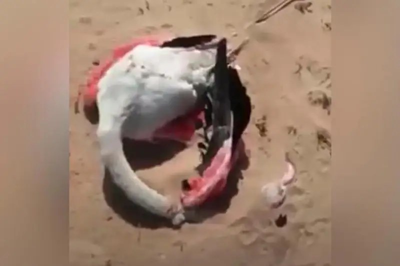 Фламинго в Мангистауской области не были застрелены - глава Минэкологии