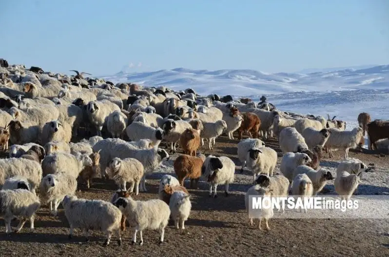 Mońǵolııada mal basy 67,3 mıllıonǵa jetti