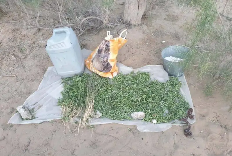 22 тысячи кустов конопли уничтожили кызылординские полицейские