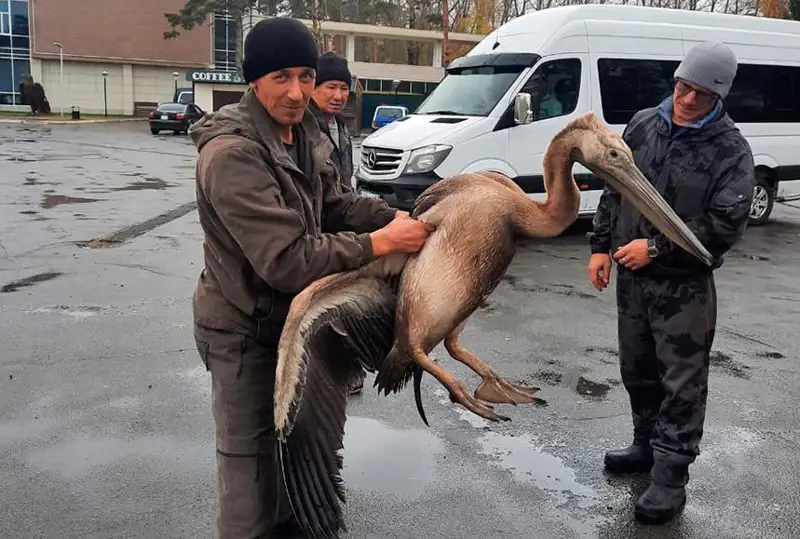 Молодого пеликана спасли в Бурабае