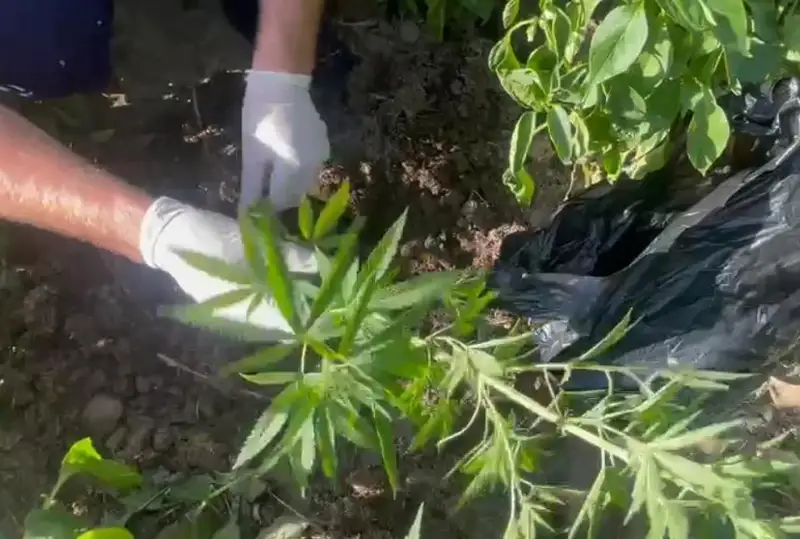 Kentaýda teris dinı aǵymdy ustanatyn turǵyn aýlasynda esirtki ósirgen