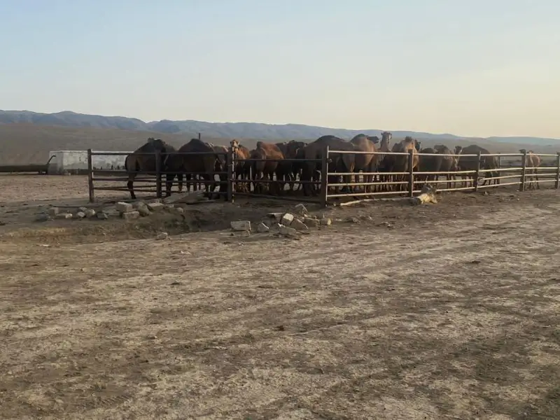 Более 200 бесхозных верблюдов и лошадей нашли на трассе в Мангистауской области
