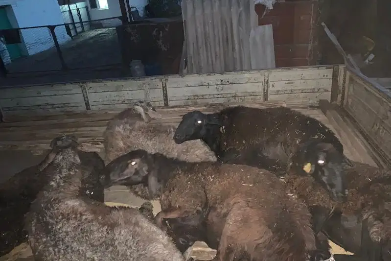 باتىس قازاقستاندا 11 ادامنىڭ مالىن ۇرلاپ، 3 ميلليوننان استام تەڭگەگە زالال كەلتىرگەن توپ قۇرىقتالدى