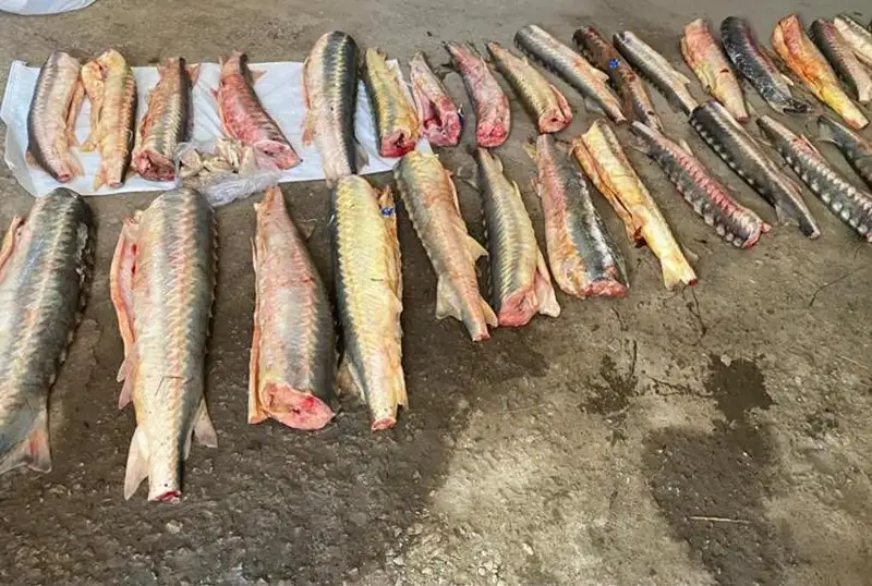 Atyraý oblysynda brakonerlerden 2,5 tonna balyq tárkilendi