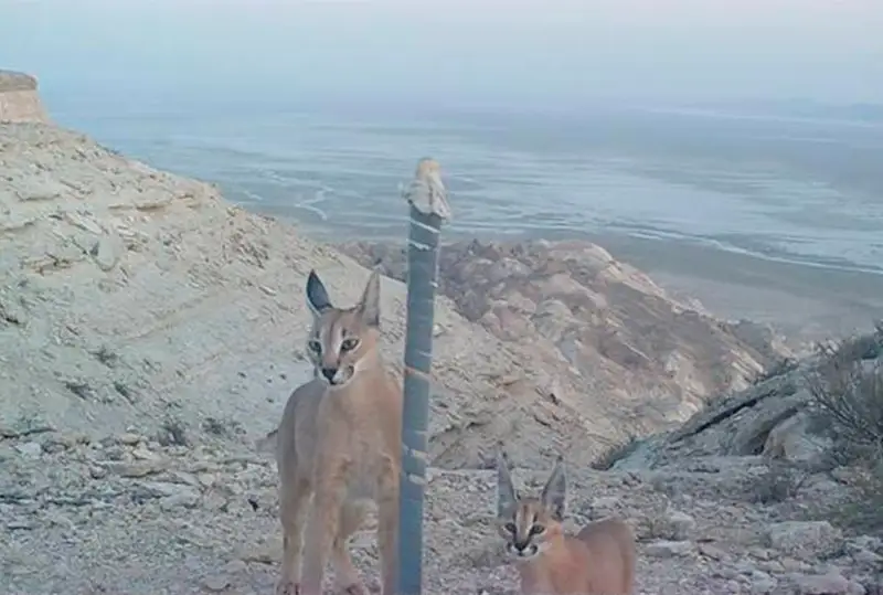 Степные рыси попали в фотоловушки в Устюртском заповеднике