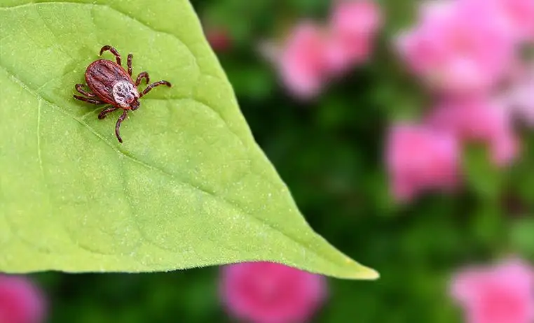 47 человек пострадали от укусов клещей в ВКО
