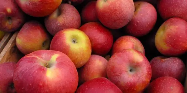 عالىمدار: الما جۇرەك ۇستاماسى مەن ينسۋلت قاۋپىن ازايتادى