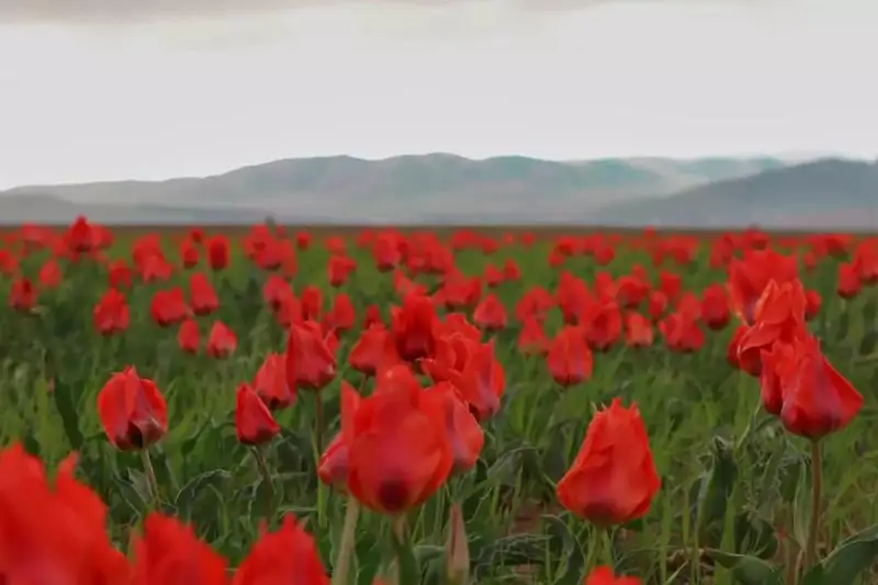 Уникальный Казахстан – аромат тюльпанов  в работах жамбылского фотографа